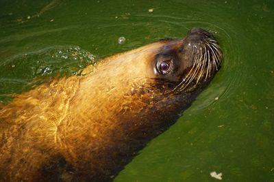 Close-up of wet swimming in water