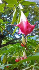 Low angle view of red flower growing on tree