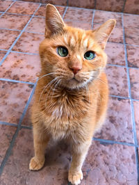 Portrait of ginger cat on tiled floor