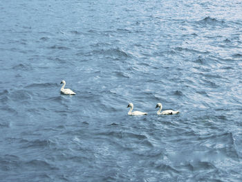 High angle view of swans swimming in sea