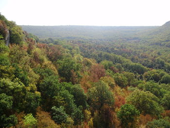 Scenic view of forest against clear sky