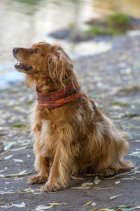 Dog looking away while sitting outdoors