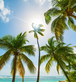 Low angle view of coconut palm trees against sky