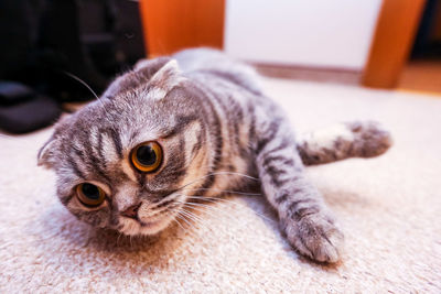 Close-up portrait of a cat