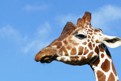 Low angle view of giraffe against sky