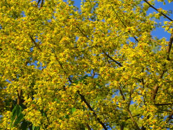 Low angle view of yellow flowering tree