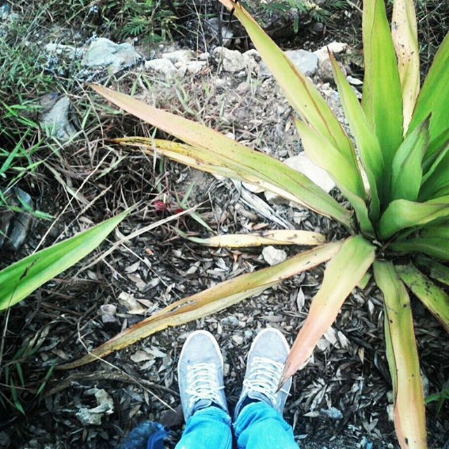 low section, person, shoe, leaf, high angle view, personal perspective, plant, field, grass, dry, standing, human foot, growth, day, part of, green color, nature