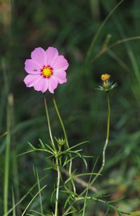 Close-up of pink flowering plant on field