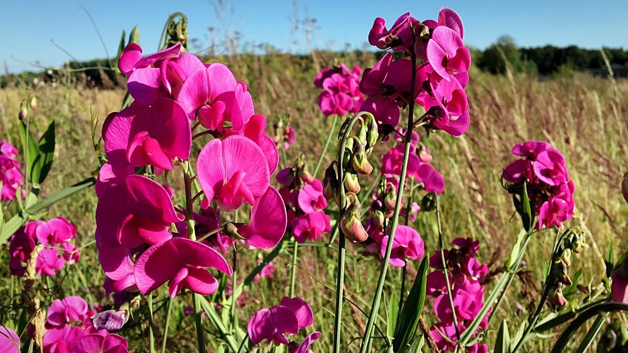 CLOSE-UP OF PINK FLOWERING PLANTS ON FIELD AGAINST SKY