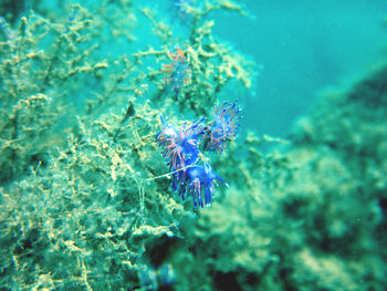 Close-up of fish swimming in sea