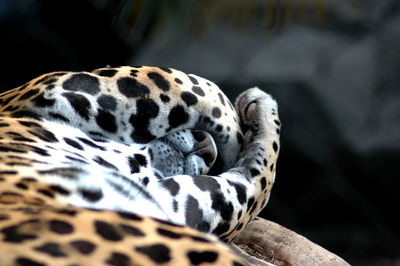 Close-up of a resting