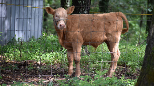 Portrait of a cow on field