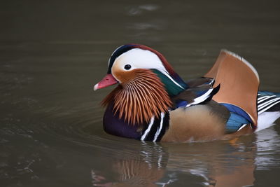 Duck swimming in lake