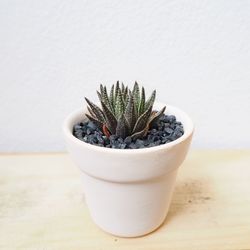 Close-up of potted plant on table