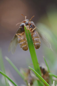 Close-up of insect on flower