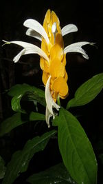 Close-up of flower blooming at night