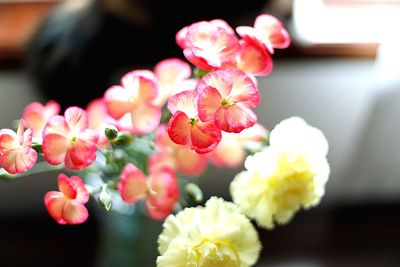 Close-up of pink flowering plants