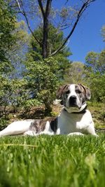 View of a dog on field