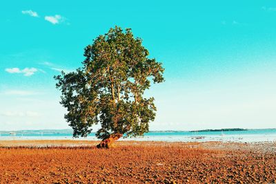 Tree at beach against sky