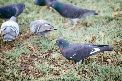Pigeons on field