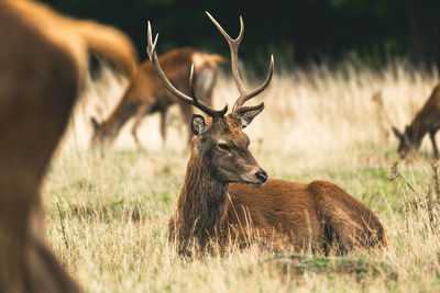 Deer in a field