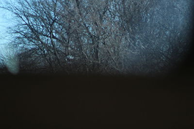 Close-up of bare tree against sky