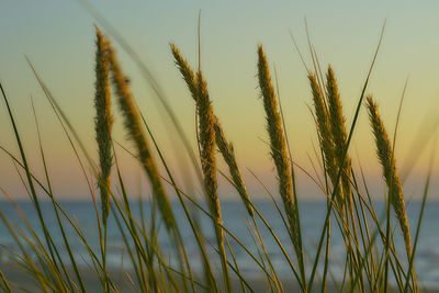 Close-up of stalks in field against clear sky