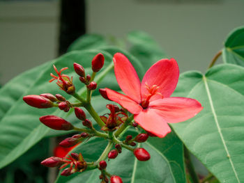 Close-up of red flower