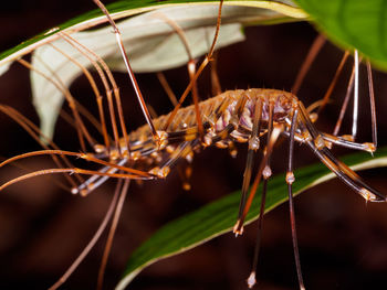 Common house centipede - thereuopoda sp. in bako national park