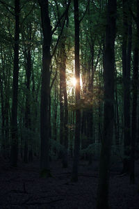 Trees in forest