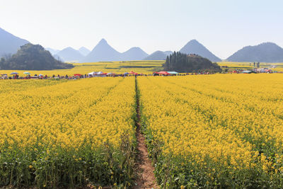 Scenic view of agricultural landscape against sky