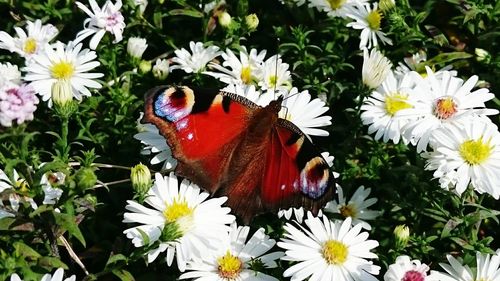 Close-up of butterfly on white flowers