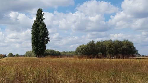 Trees on field against sky