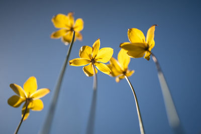Close-up of yellow flowering plant
