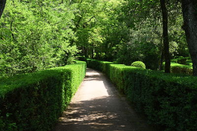 Footpath amidst trees in park