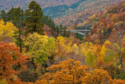 Trees in forest during autumn