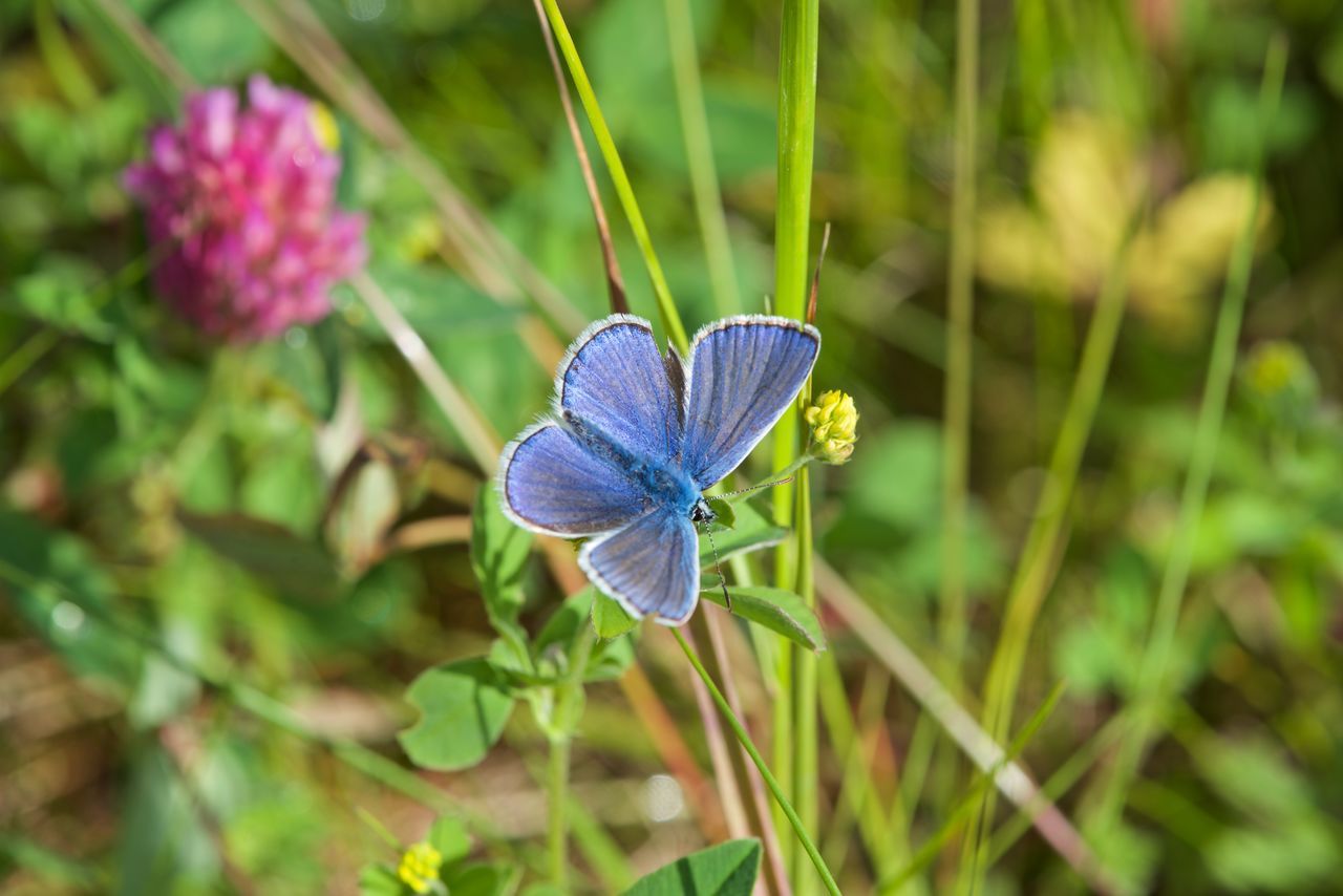 Polyommatini