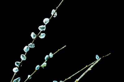 Close-up of plant against black background