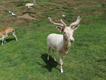 Portrait of deer standing on field