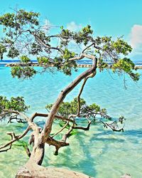 Tree by sea against sky
