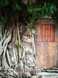 Ivy on tree