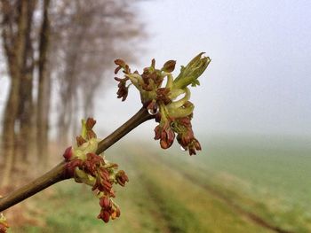 Close-up of flowers