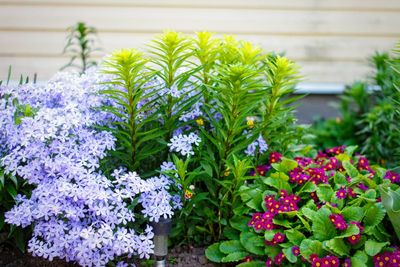 Close-up of flowering plants in garden