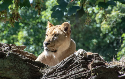 Close-up of a cat looking away