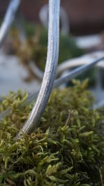 Close up of leaf