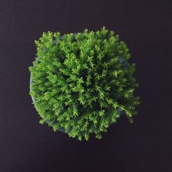 Close-up of plant against black background