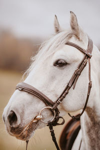 Close-up of a horse