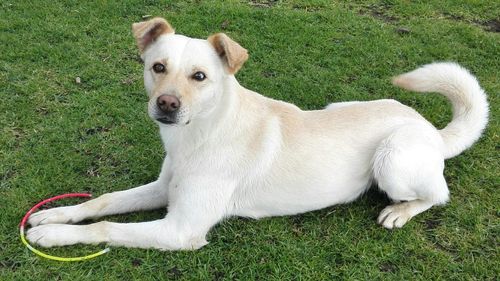 Dog relaxing on grassy field