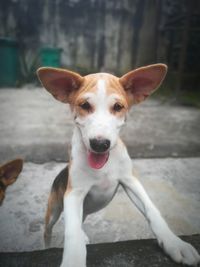 Portrait of dog sitting outdoors