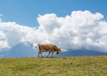 Low angle view of horse against sky